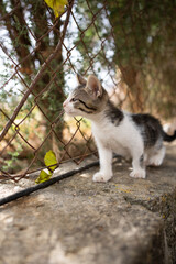 kitten looking through rusty chainlink fence outdoors on mallorca, spain