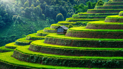 Rijstterrassen in Mu cang chai, Vietnam.