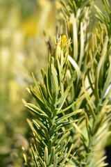 Korean Gold Plum yew