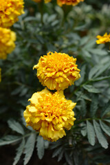 French marigold Strawberry Blonde
