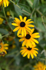 Deams coneflower