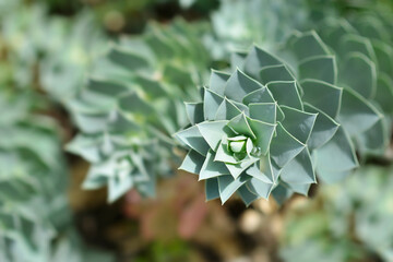 Myrtle spurge