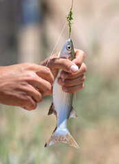 A fish caught on a bait in the hands