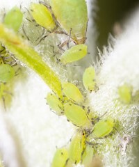 Small green aphids on a tree leaf.