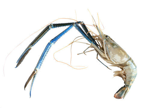 Large scampi shrimp isolated on a white background.