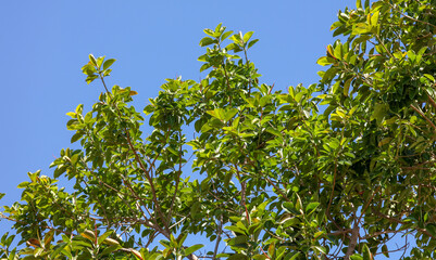 Green leaves on a tree against a blue sky.