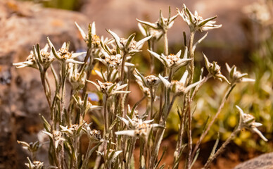 Leontopodium kurilense, Edelweiss mountain flower, at the famous Kitzbueheler Horn, Kitzbuehel, Tyrol, Austria