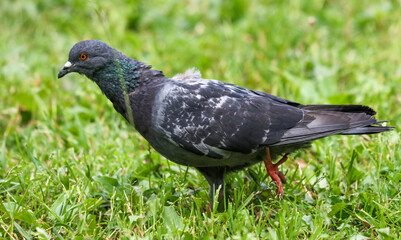 Pigeon sits in the green grass in the park.