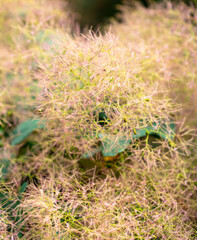 Flowers of a pink fluffy tree plant in the park