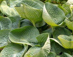 Large green leaves on a herbaceous plant
