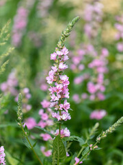 Pink flower in nature in the park