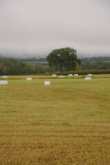 Morning mist over a field at harvest time in the Canadian countryside in Quebec