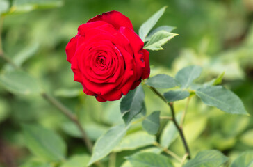 Beautiful red rose in the park.