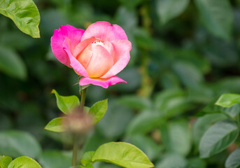 Beautiful decorative rose in the park.