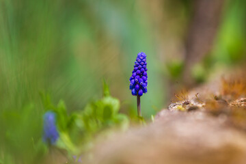 Spring blue flower in bloom on a green meadow.