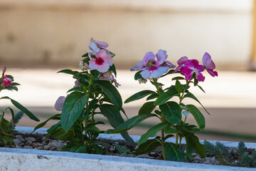 Spring flowers planted in a concrete box.