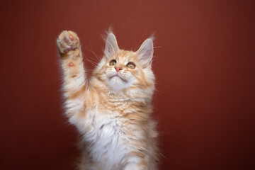 cute ginger maine coon kitten playing raising up paw looking up on red background