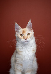 cute cream colored ginger maine coon kitten portrait on red background