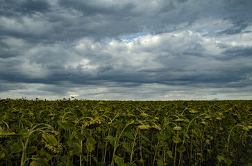 corn field under sky