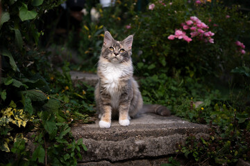 fluffy maine coon kitten sitting outdoors on concrete step in green garden