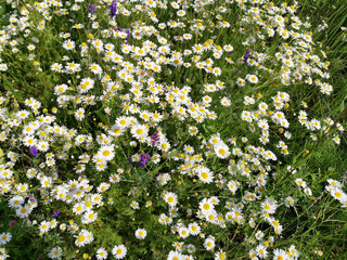 flowering daisy field in summer side view