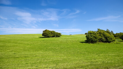 green meadow with a blue sky