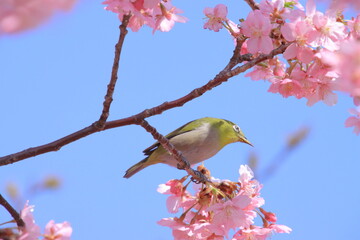 桜とメジロ