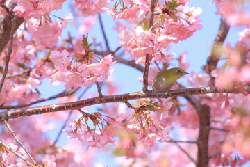 桜とメジロ