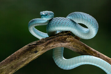 Male blue white lipped Island pit viper Trimeresurus insularis on steady position