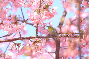 桜とメジロ