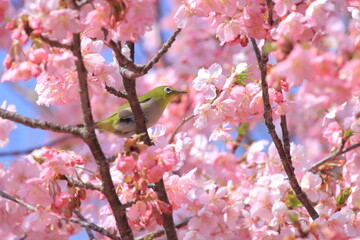 桜とメジロ