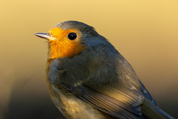 European robin portrait in the early morning forest