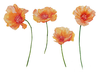 Set of watercolor illustration of poppy flowers isolated on white. Hand-drawn illustration for pattern design, flower shop decoration, card design, wreath. Watercolor flower. © Gulsim