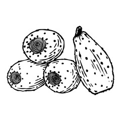 Cactus fruit - vector hand drawn - Out line