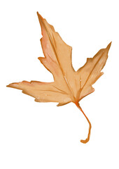 Obraz premium Orange watercolor autumn leaf illustration