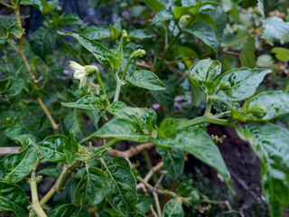 plant growing in the garden, chili flowers are still small, buds.