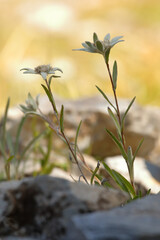 Edelweiss flower on rock in the Alps backlit by the golden sun