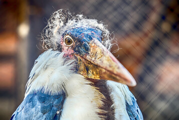 The marabou stork is a large wading bird in the stork family Ciconiidae