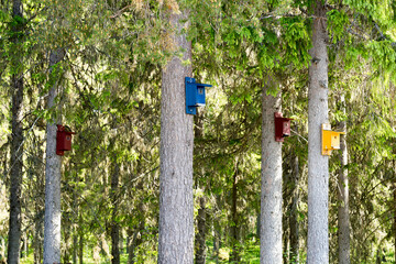 Four Colorful Bird Houses on Pine Trees