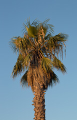 Palm Tree with a Blue Sky