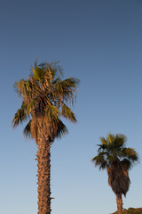 Fototapeta na wymiar Palm Trees with a Blue Sky
