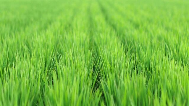 風に揺れる水田の稲、野原、草原イメージ
