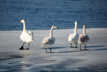 Four White Swans on Sheet of Ice