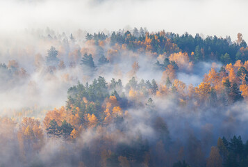 Szenische Herbstansicht, Nebel im Wald, natürlicher Hintergrund