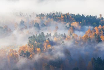 Szenische Herbstansicht, Nebel im Wald, natürlicher Hintergrund © Valerii