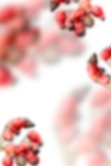 Pflanzliche Rahmen freigestellt f&uuml;r Bildkompositionen in der Natur