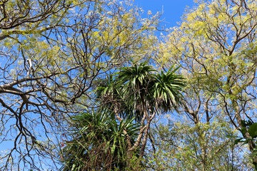 jacaranda and dracaena trees against sky