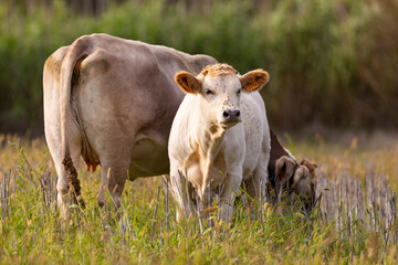 Ternero joven al lado de su madre (vaca) pastando en un prado de montaña al atardecer. Verano, ganadería, familia.