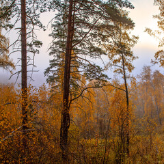 Autumn forest in the morning fog, natural light