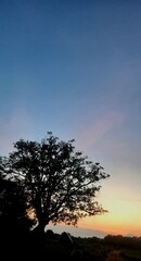 silhouette of a tree at sunset